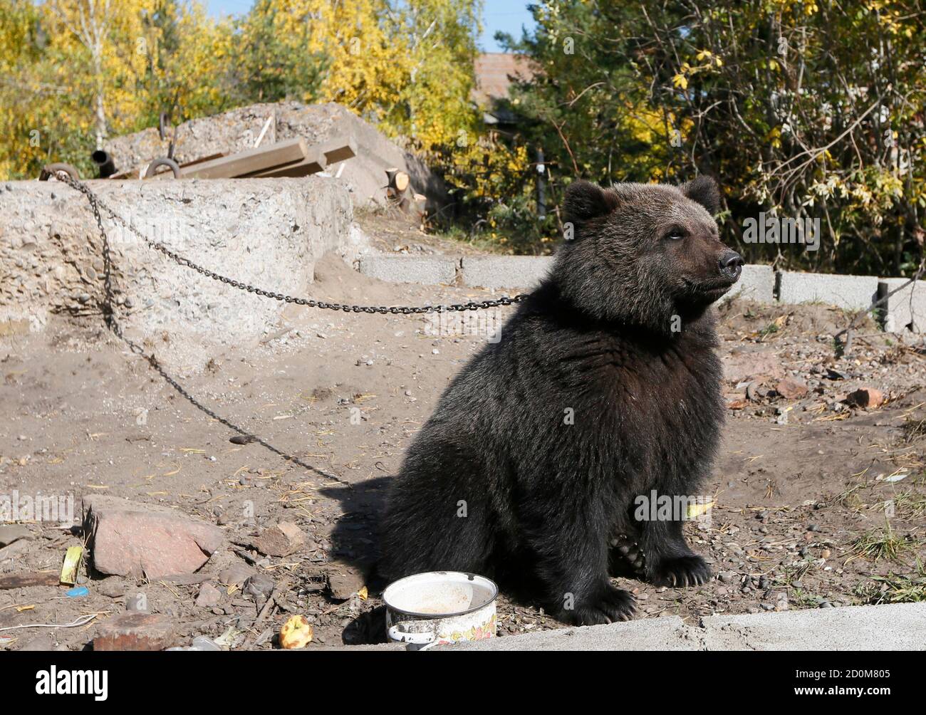 Un oso marrón de 9 meses de edad llamado Masha se encuentra encadenado  cerca de la vivienda de Alexander Kharatokin en las afueras de Krasnoyarsk,  Siberia, el 19 de septiembre de 2014.