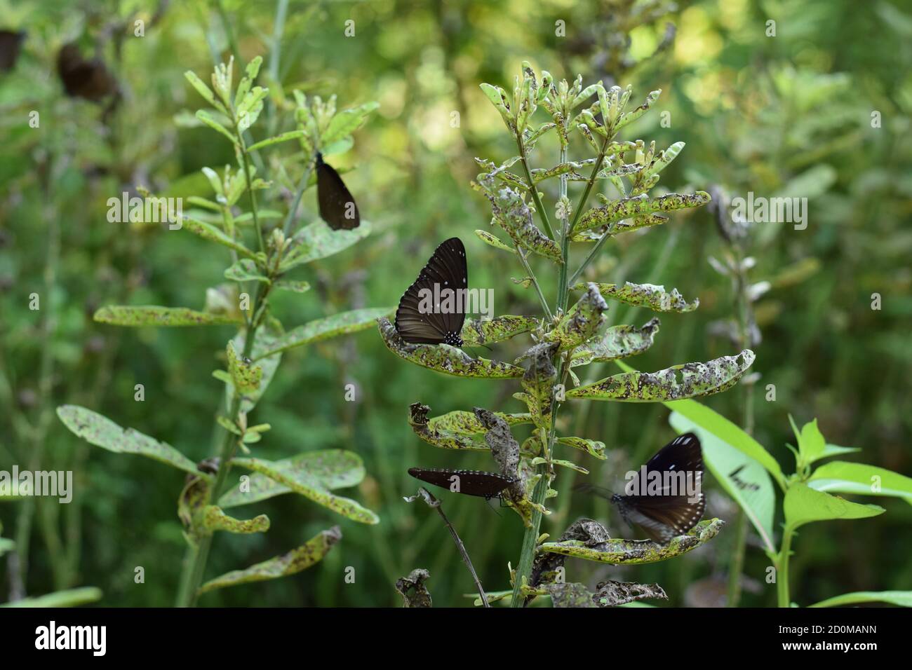 Primer plano de mariposas con patas de pincel dentro de un jardín Foto de stock
