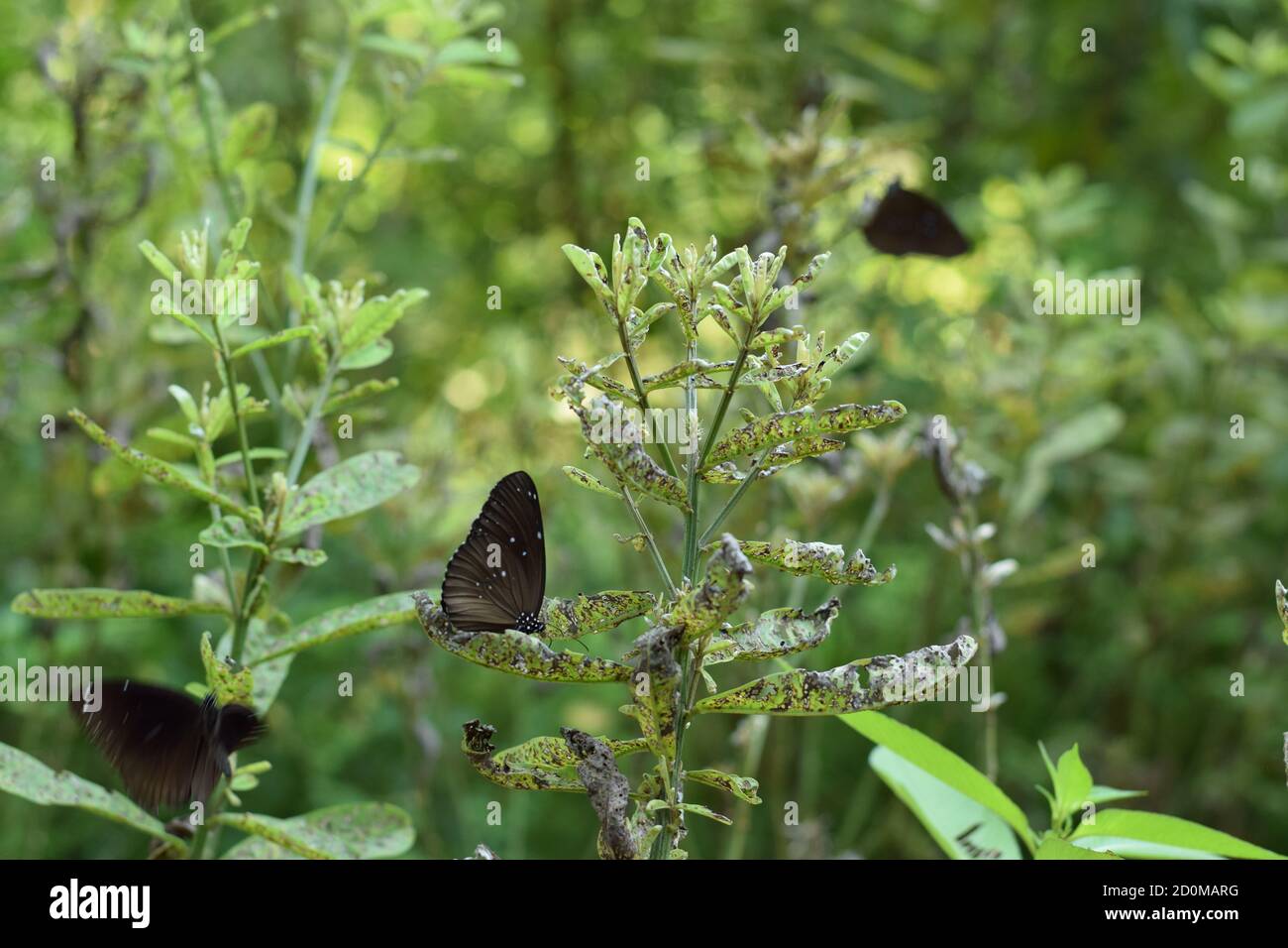 Primer plano de mariposas con patas de pincel dentro de un jardín Foto de stock