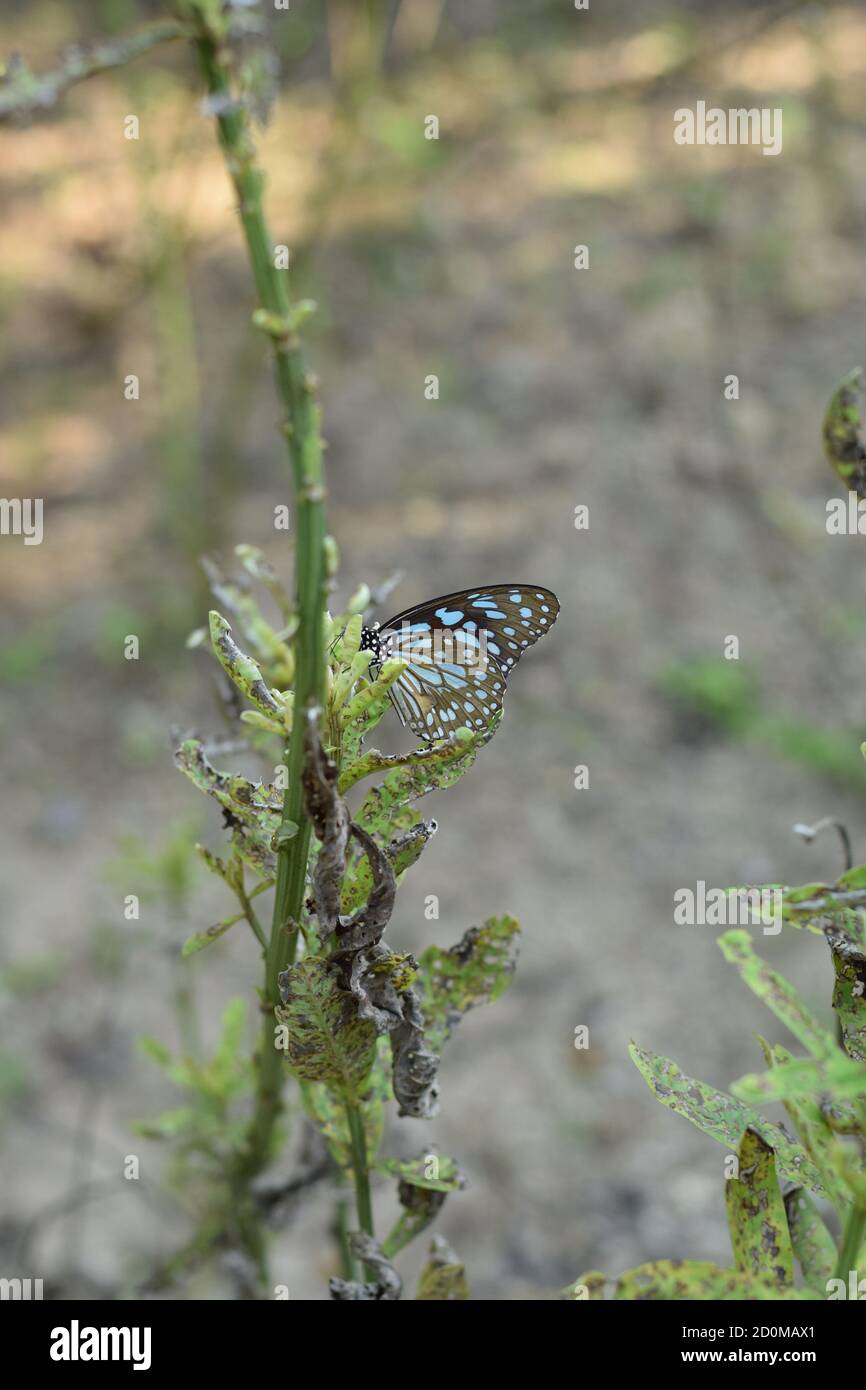 Primer plano de una mariposa con patas de pincel dentro de un jardín Foto de stock