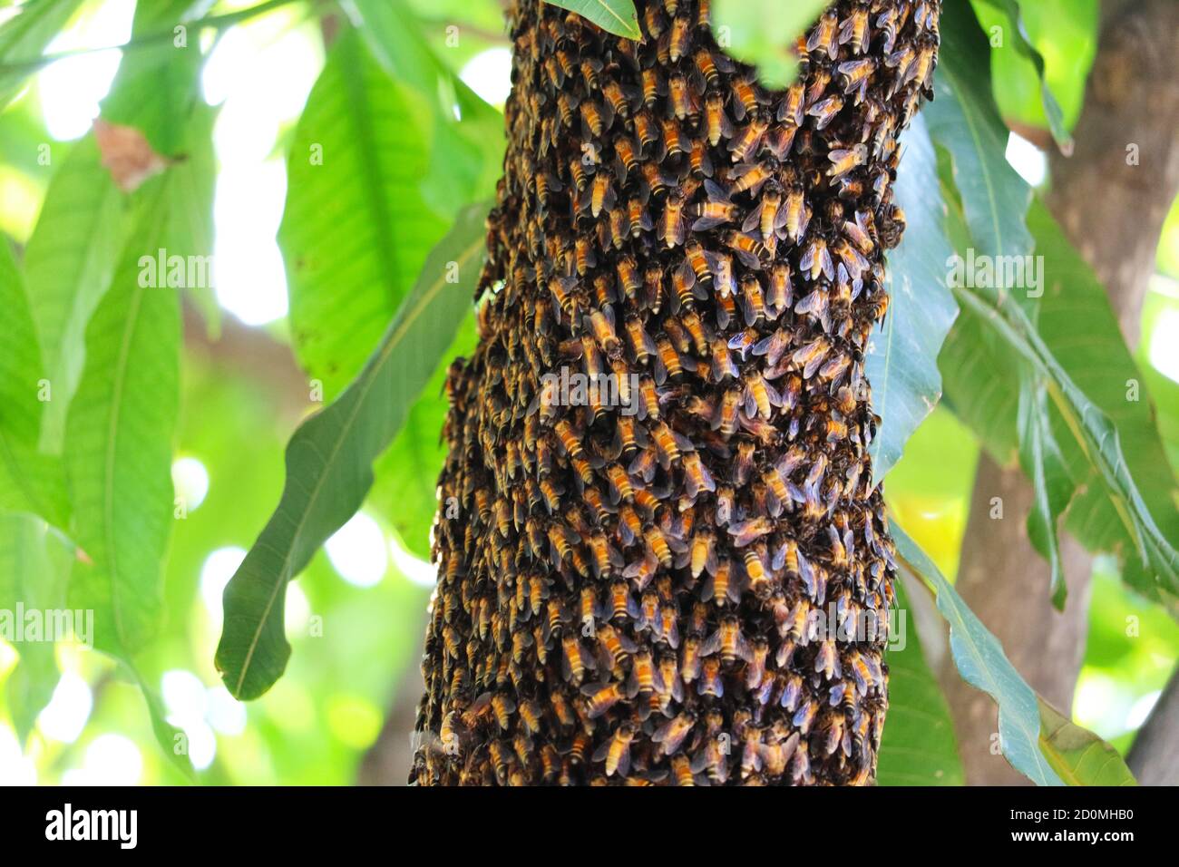 Colmena De Abejas Silvestres Colgada De Una Rama Alta De Un Árbol, Creada  Con IA Generativa Fotos, retratos, imágenes y fotografía de archivo libres  de derecho. Image 209404189