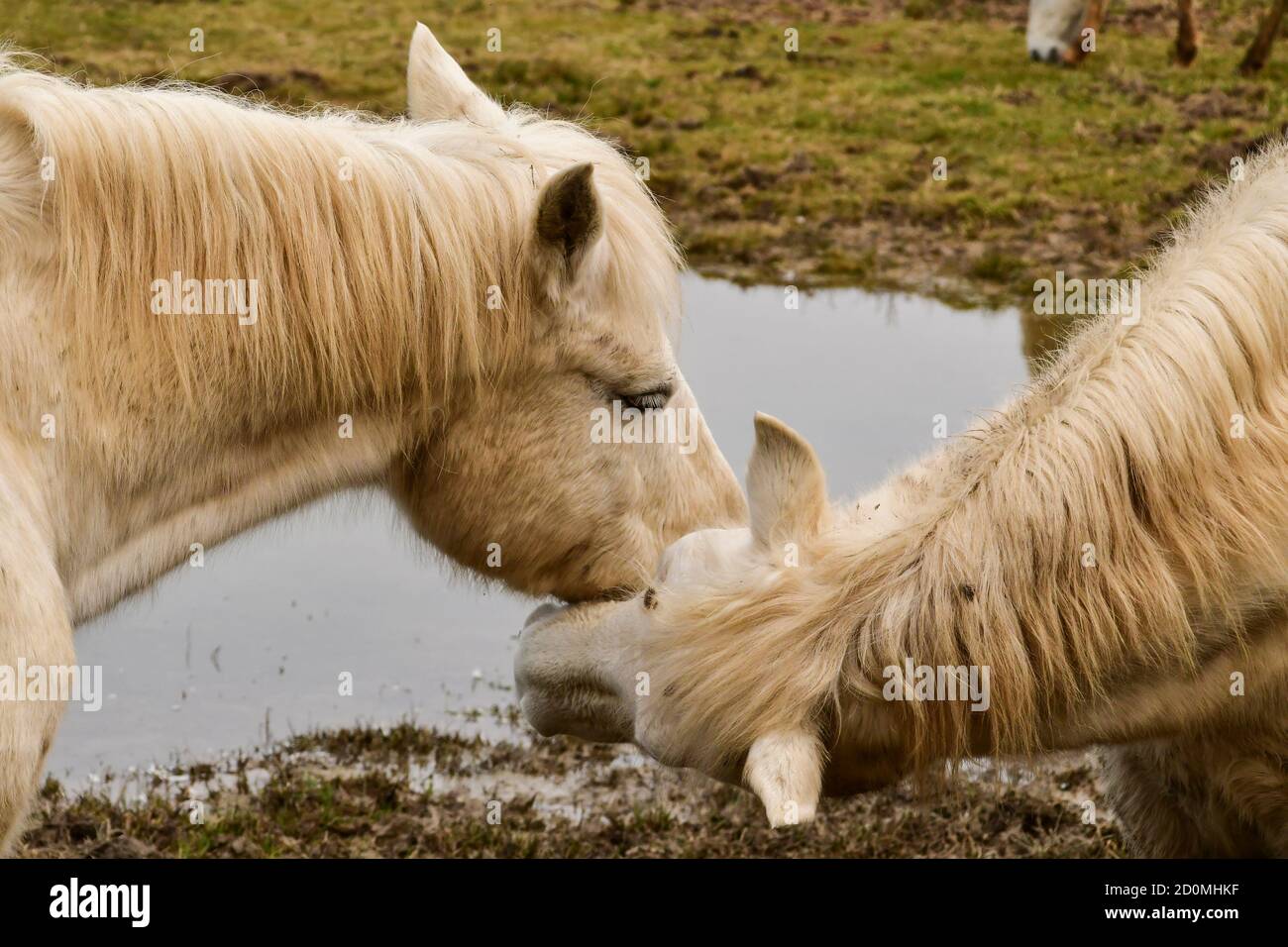 Cavallo bianco allo stato brado Foto de stock