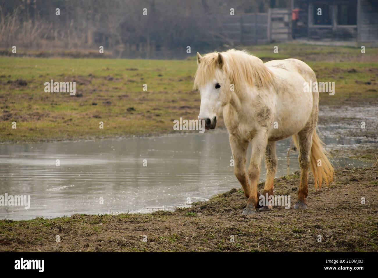 Cavallo bianco allo stato brado Foto de stock
