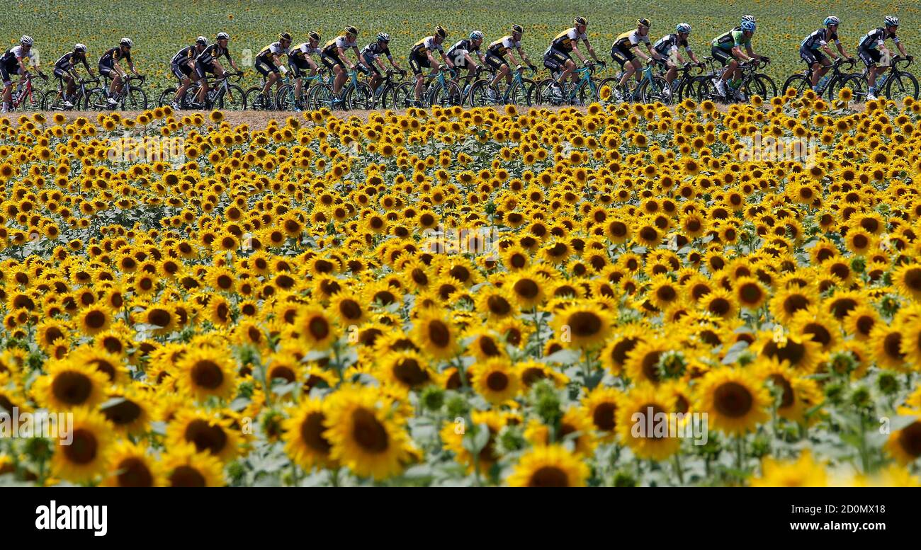 Un grupo de jinetes pasa por un campo de girasoles durante la 13 ª etapa de   km ( millas) de la 102ª carrera de ciclismo Tour de Francia de  Muret a