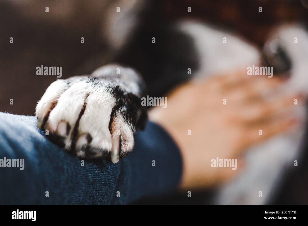 Cuidando Staffordshire toro terrier perro de raza bully lugares lovingly su pata blanca en el brazo del ser humano mientras recibe un arbusto del vientre Foto de stock