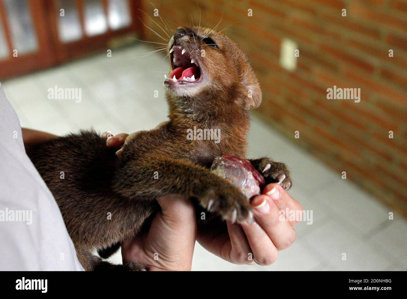 A two-month old Puma Jaguarundi cub (Puma yagouaroundi) is displayed at  AMARTE Foundation in Managua January 27, 2012. Pumas are considered to be  an endangered species. REUTERS/Oswaldo Rivas (NICARAGUA - Tags: ANIMALS