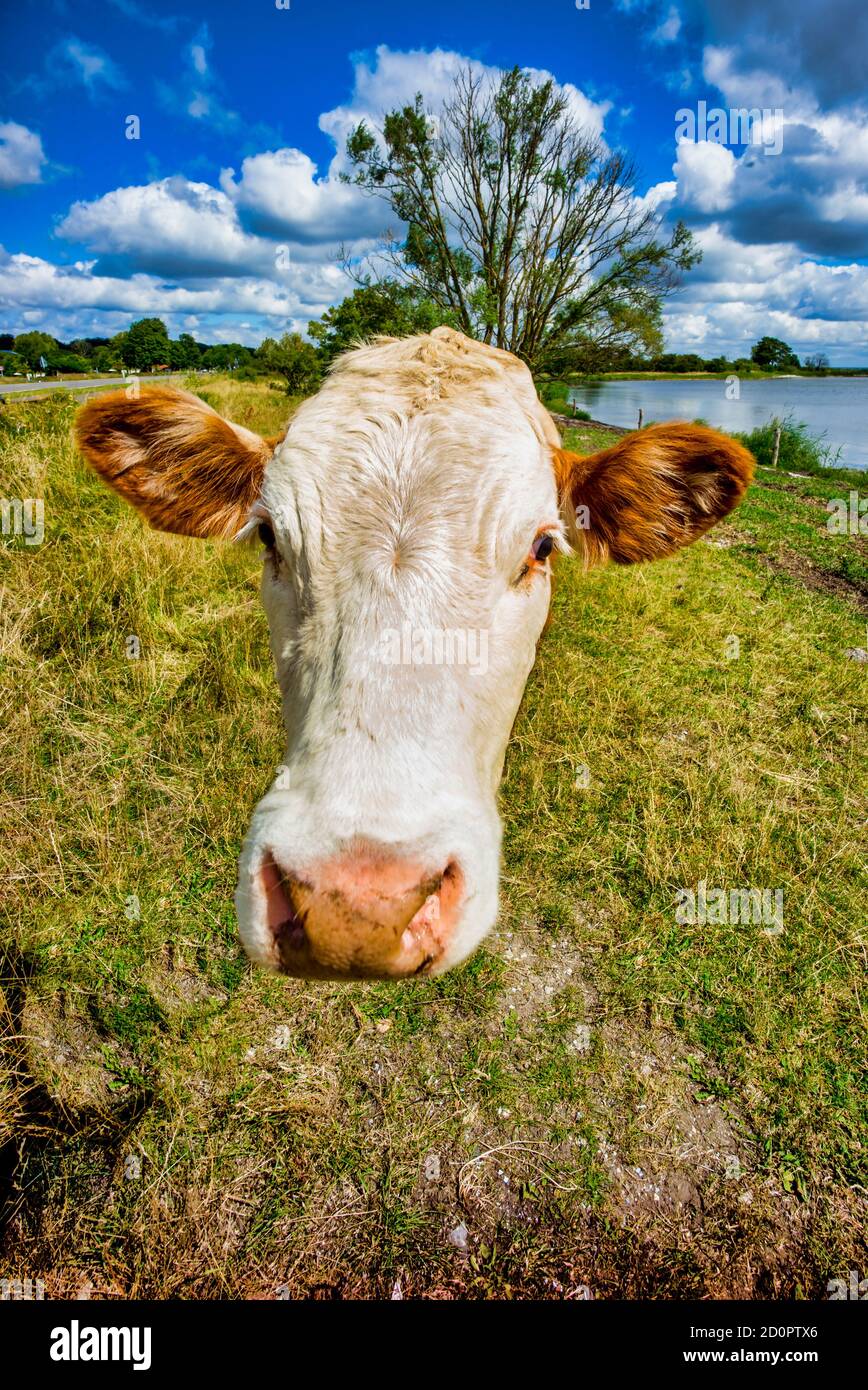 Cabeza de vaca flotante en la naturaleza Foto de stock