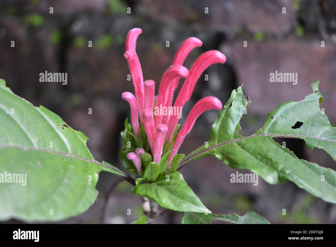 Flor ornamental rosa con sus hojas verdes se ve agradable. Foto de stock