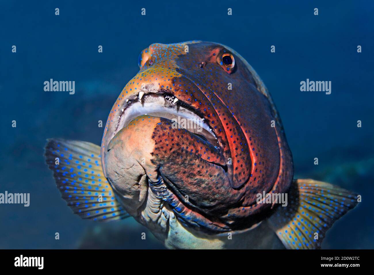 Coralgrouper (Plectropomus laevis), retrato, desde el frente, Bali, Indo-Pacífico, Indonesia, Asia Foto de stock