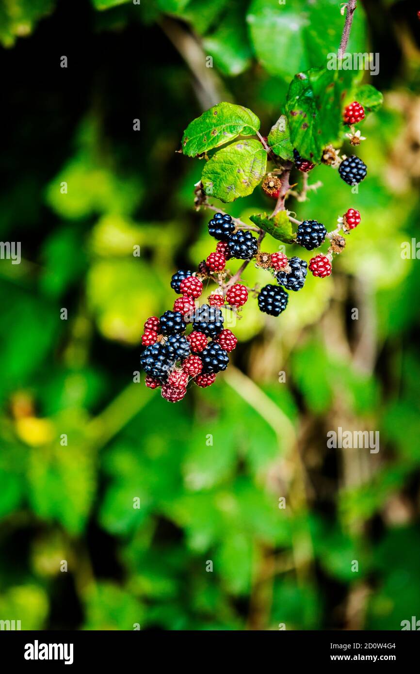 Bayas silvestres maduras en las ramas en otoño listo para ser seleccionado Foto de stock