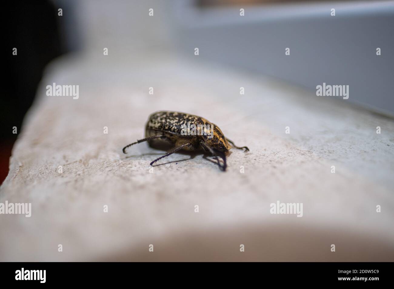 Macro disparo de un escarabajo de polifilla Foto de stock