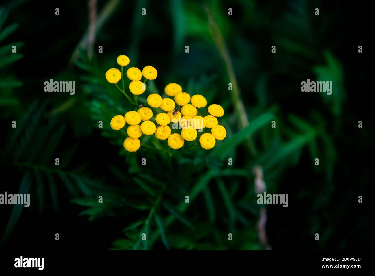 Tansy amarillo con una mosca de fondo verde, en otoño. Hermosas flores Foto de stock