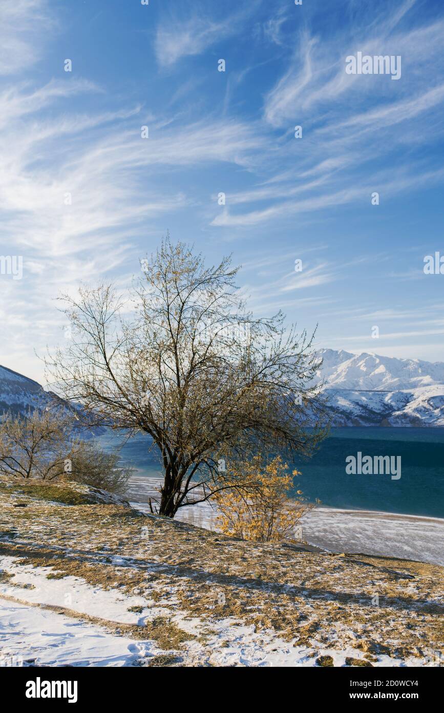 Charvak reservorio en invierno en Uzbekistán y un árbol solitario. Hermoso  paisaje invernal. El sistema montañoso de Tien Shan en Asia Central.  Tarjeta del país Fotografía de stock - Alamy