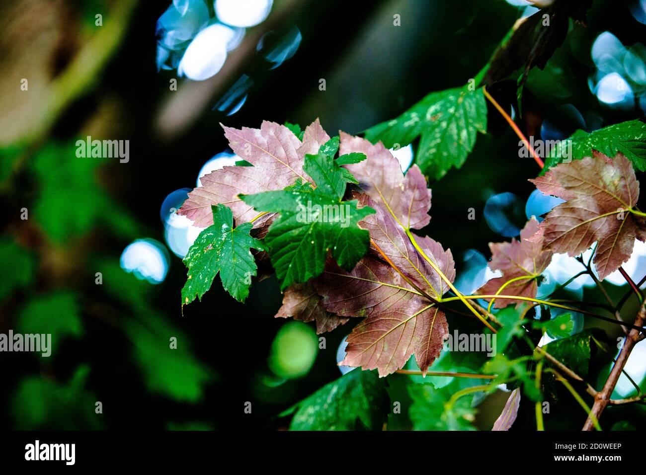 Signos de otoño, hojas cambiando de color en las ramas de los árboles en medio de las hojas verdes, signos de otoño, el otoño está llegando, perfecto para los saludos de la temporada Foto de stock