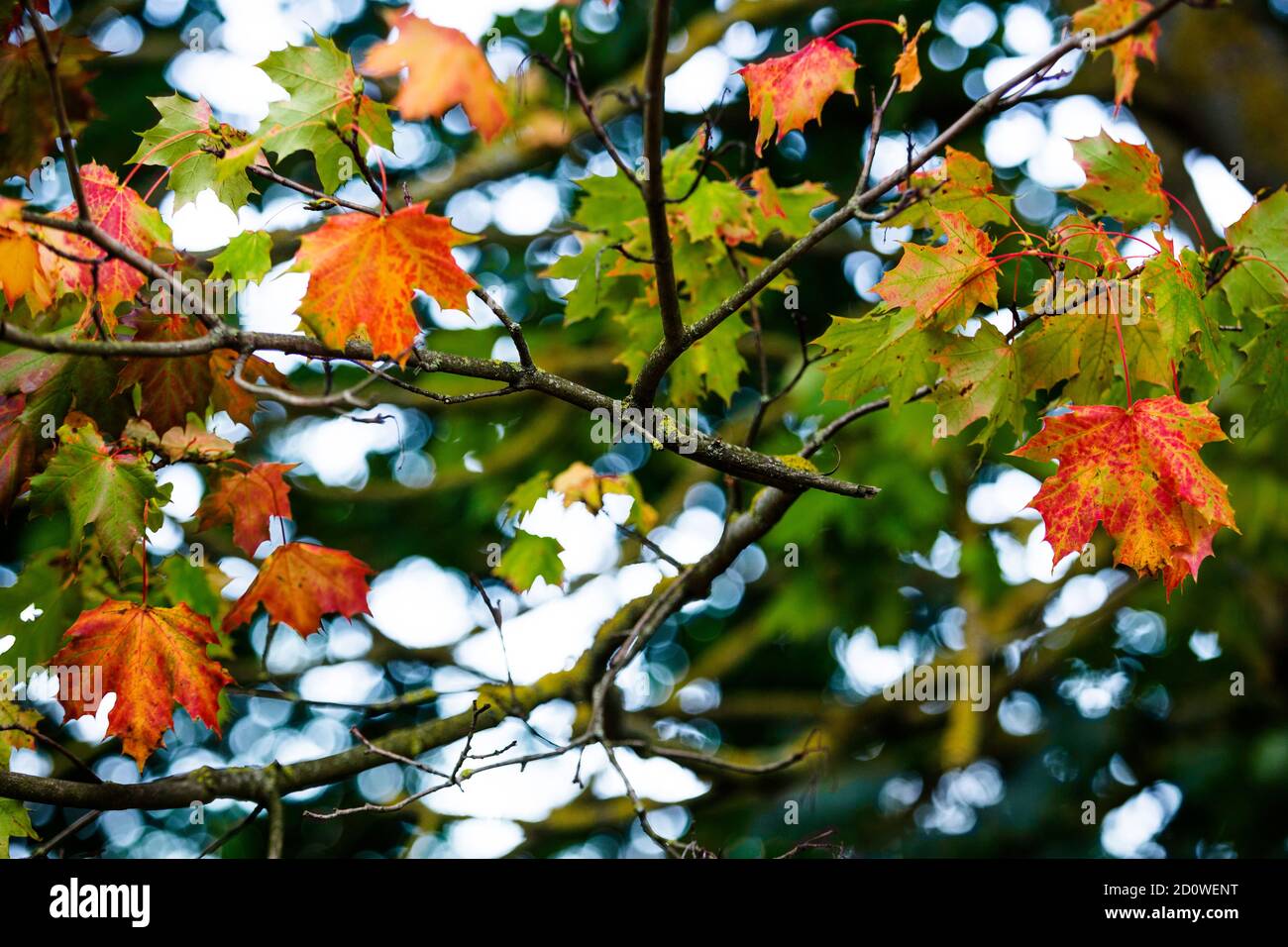 hojas que se convierten en rojo y naranja en las ramas del arce, signos de otoño, el otoño está llegando, perfecto para la temporada tarjeta de felicitación Foto de stock
