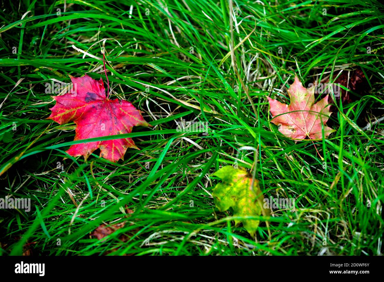 Señales de otoño, dos hojas caídas de arce (una de color rojo brillante) sobre hierba verde, señales de otoño, otoño está llegando, perfecto para la temporada de saludo Foto de stock