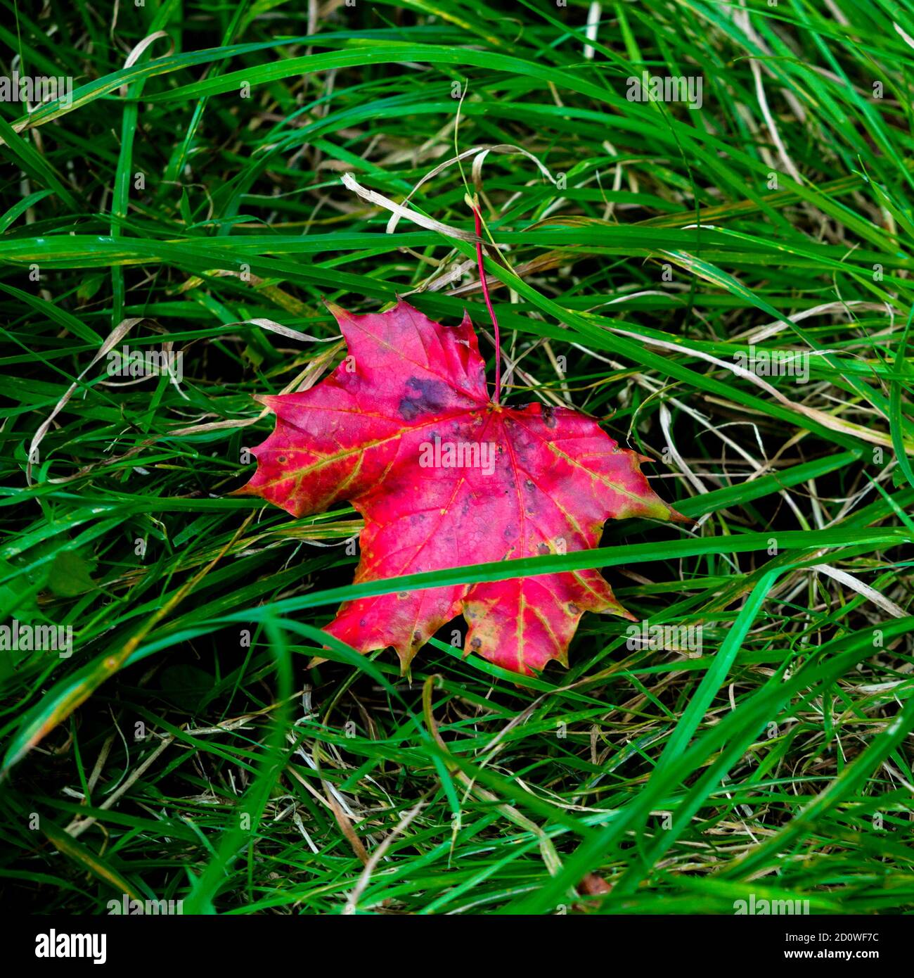 Una sola hoja de arce rojo caída sobre hierba verde, signos de otoño, el otoño está llegando, perfecto para la temporada de saludo Foto de stock