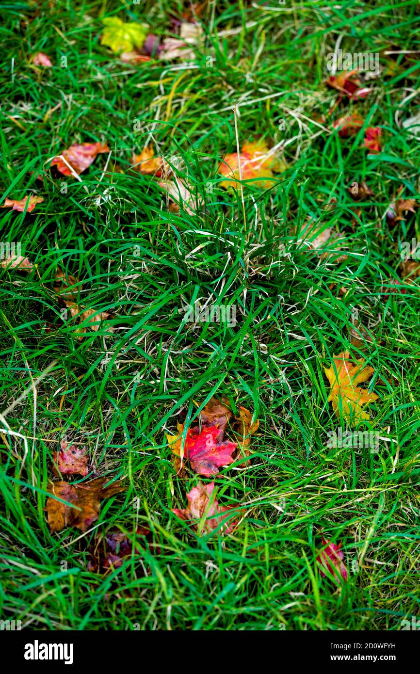 Varias hojas rojas caídas de otoño sobre hierba verde, signos de otoño, otoño está llegando, perfecto para la temporada de saludo Foto de stock
