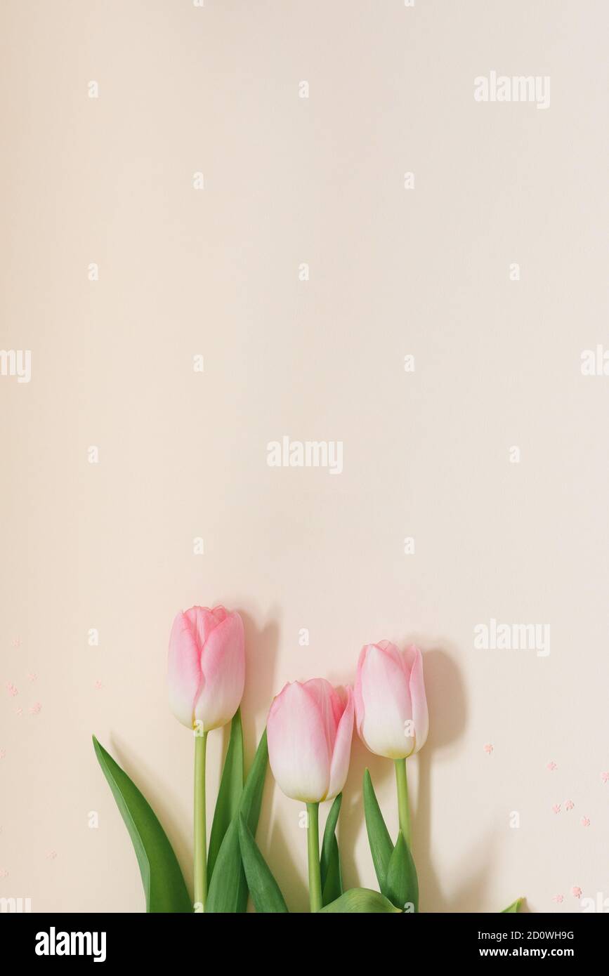 Ramo rosa pastel de flores de tulipanes sobre fondo blanco. Plano, vista superior. Concepto floral de primavera mínimo. Día de la madre Foto de stock