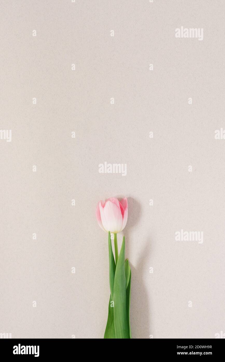 La tendencia minimalista es una elegante tarjeta de felicitación para el día de la madre. Un tulipán rosa sobre un fondo con espacio de copia Foto de stock