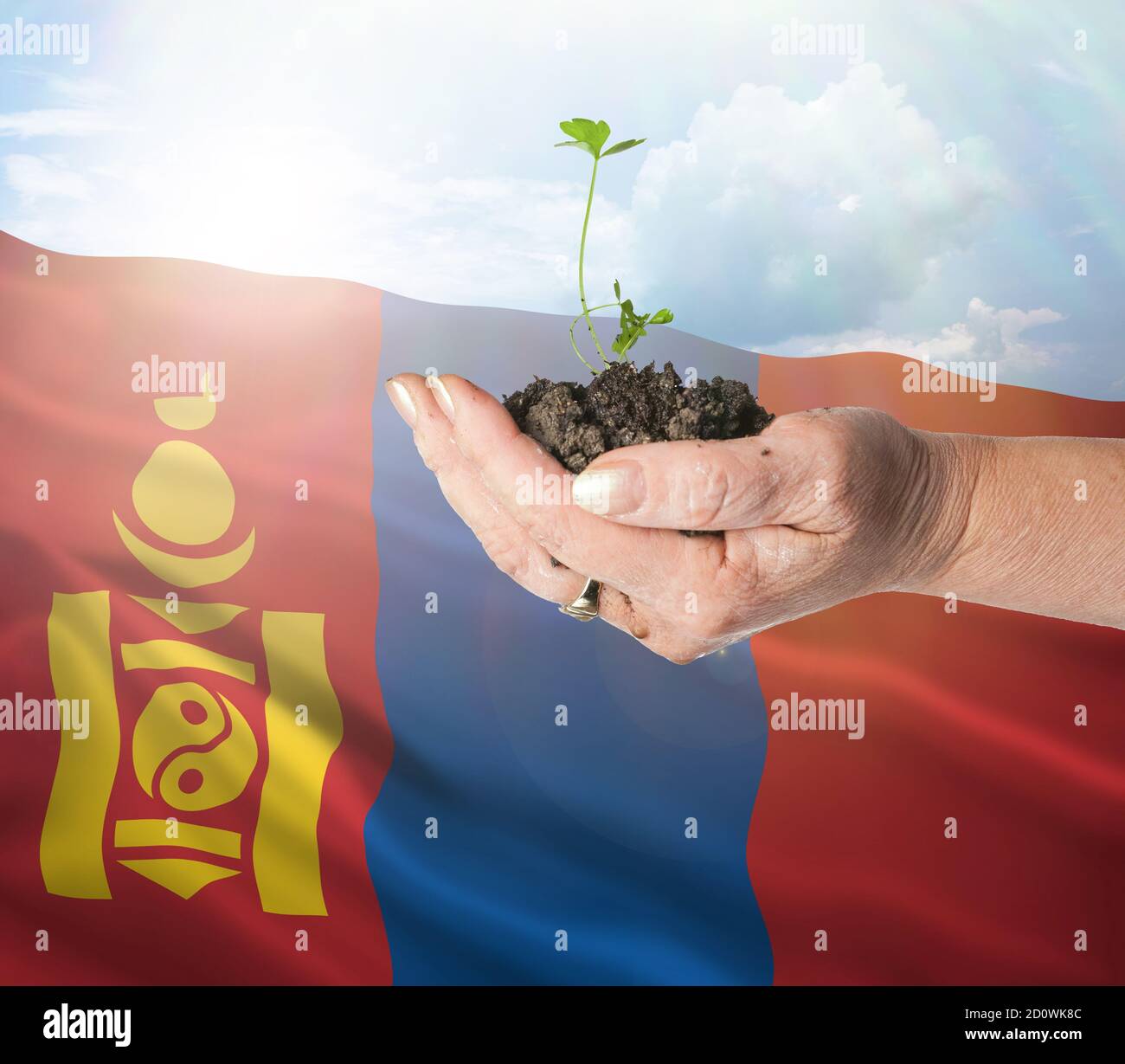 Mongolia crecimiento y nuevo comienzo. Concepto de energía renovable verde y ecología. Mano sosteniendo planta joven. Foto de stock