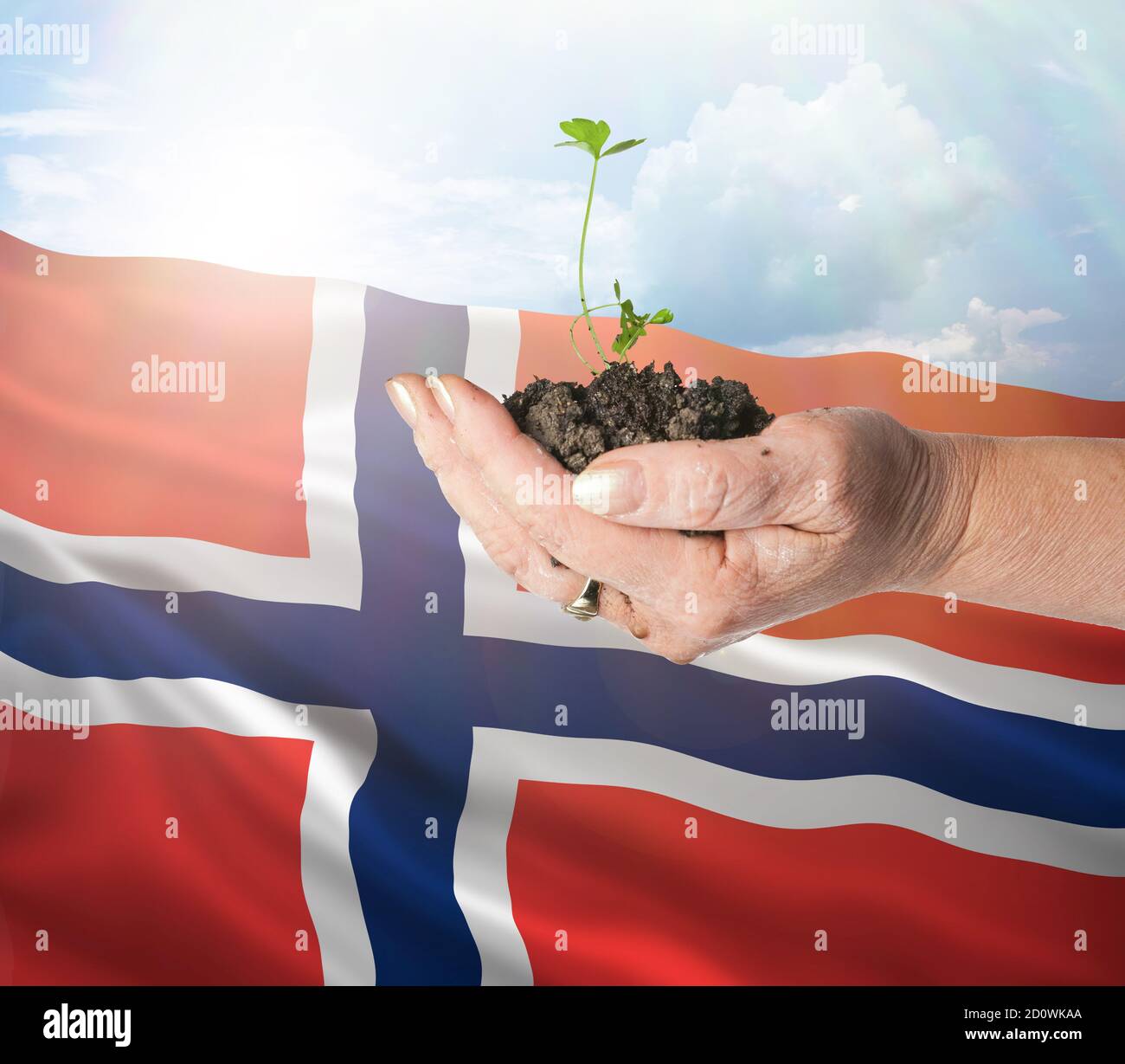 Noruega crecimiento y nuevo comienzo. Concepto de energía renovable verde y ecología. Mano sosteniendo planta joven. Foto de stock