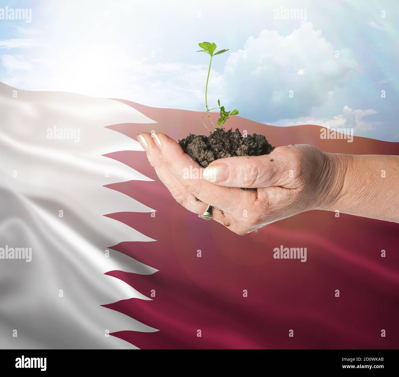 Qatar crecimiento y nuevo comienzo. Concepto de energía renovable verde y ecología. Mano sosteniendo planta joven. Foto de stock