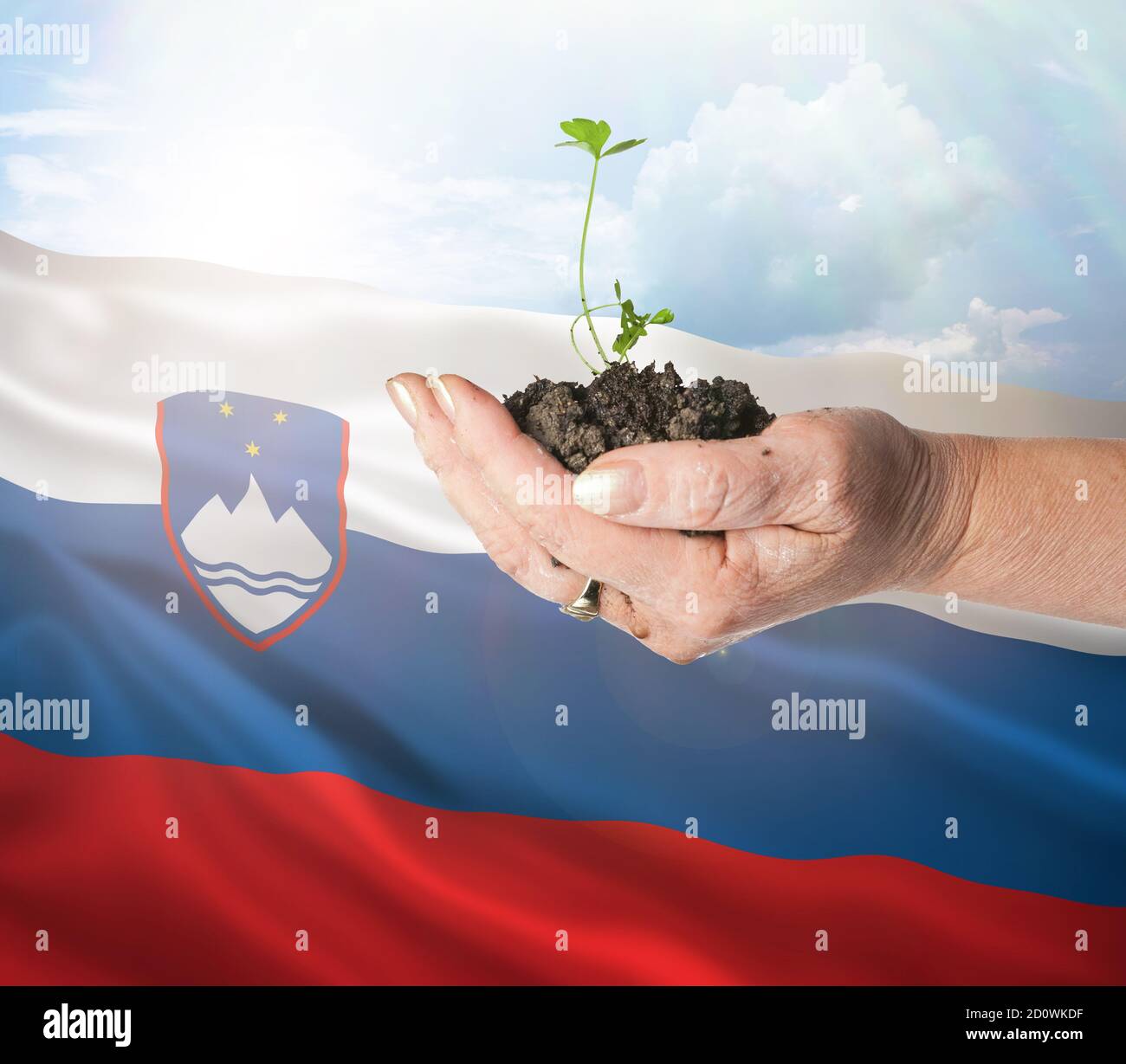 Eslovenia crecimiento y nuevo comienzo. Concepto de energía renovable verde y ecología. Mano sosteniendo planta joven. Foto de stock