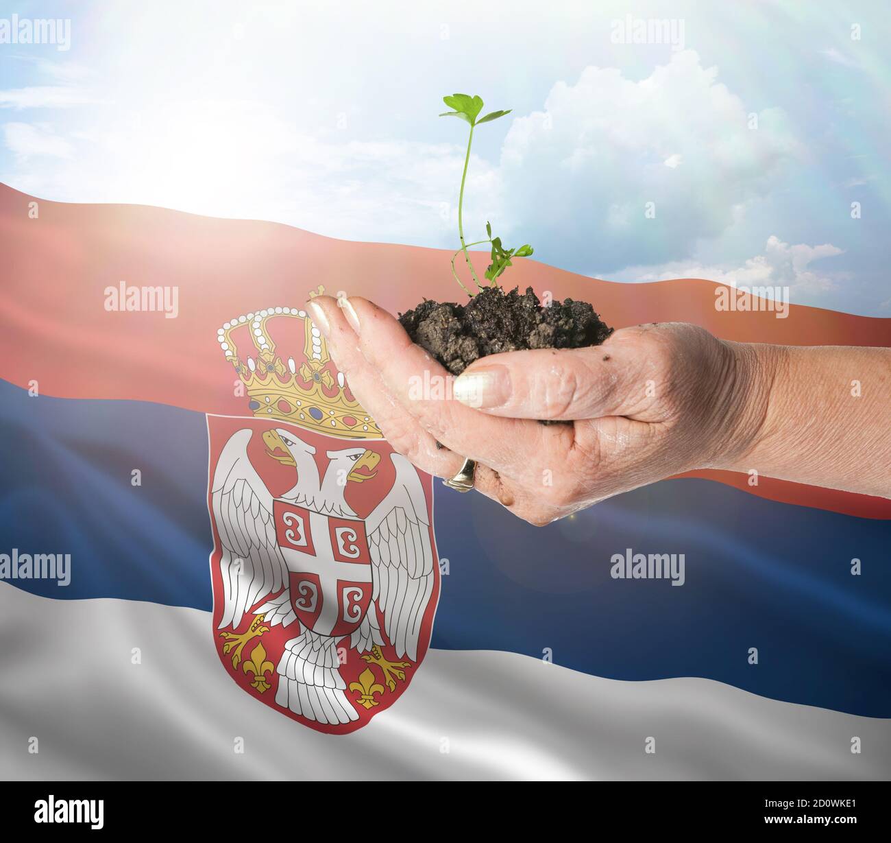 Serbia crecimiento y nuevo comienzo. Concepto de energía renovable verde y ecología. Mano sosteniendo planta joven. Foto de stock