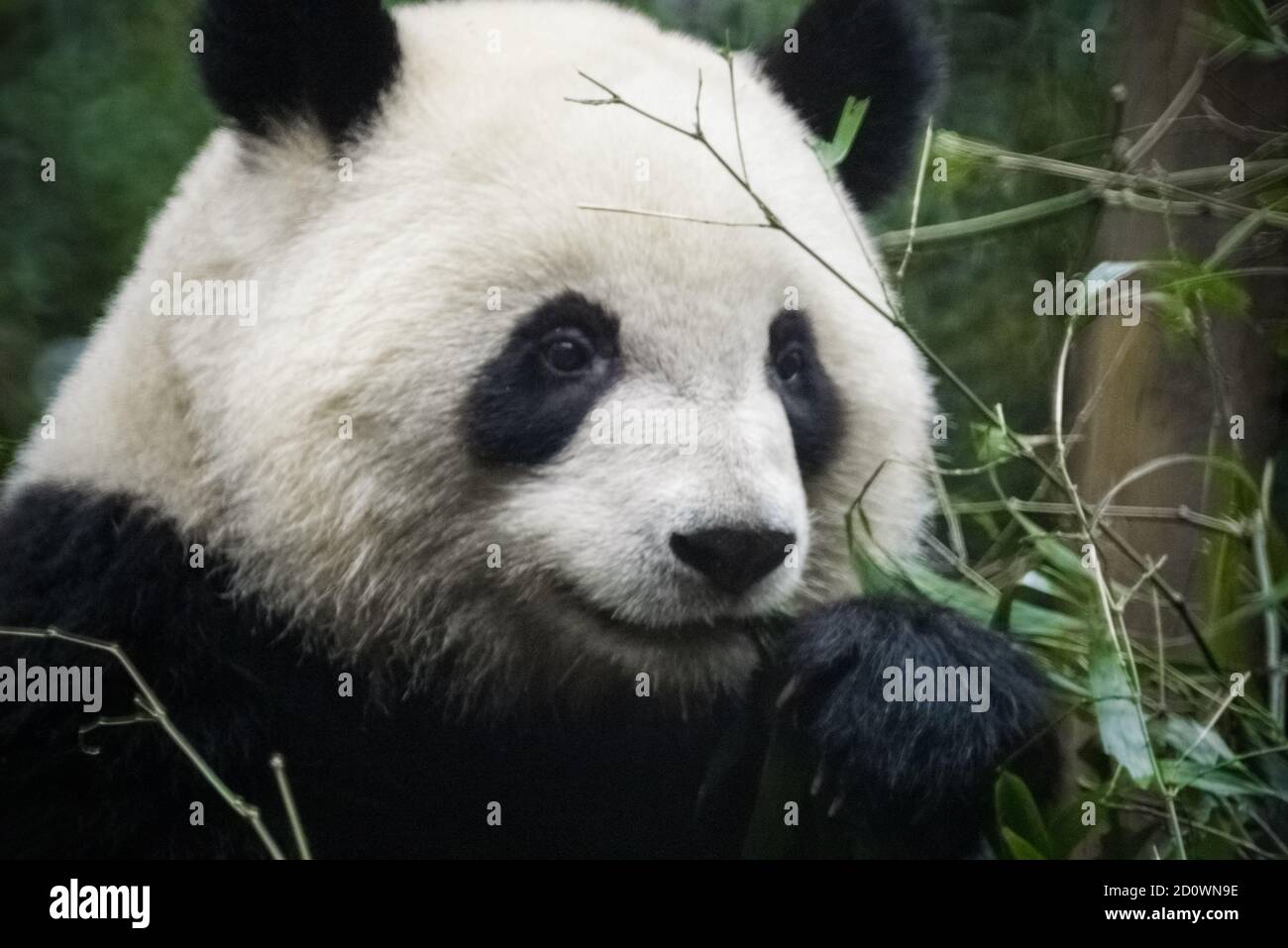 Panda Comiendo bambú Foto de stock