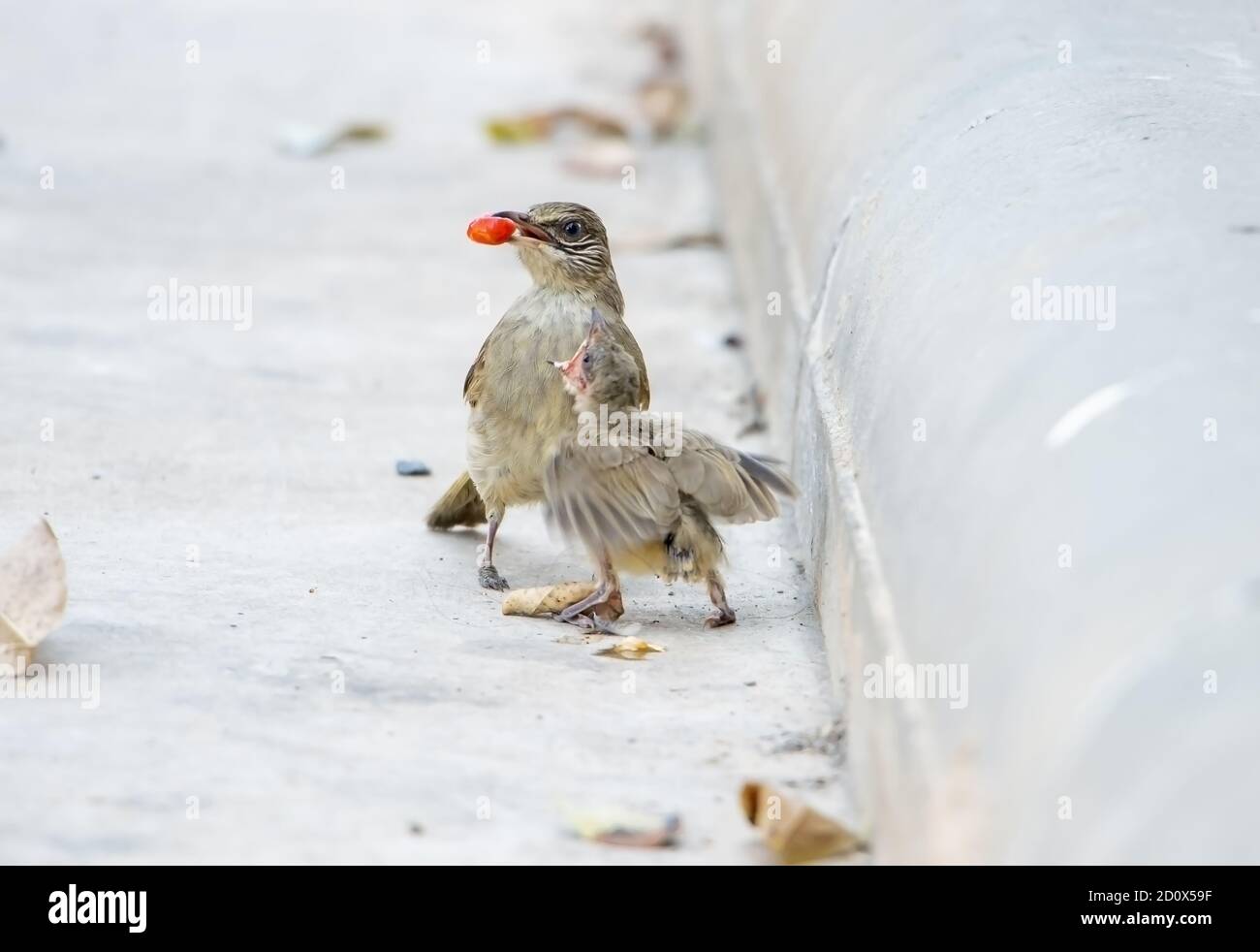 Los padres alimentan a un pequeño pájaro ciego en la calle. Cuidado con un pájaro recién nacido que cayó de un nido en un árbol. Foto de stock