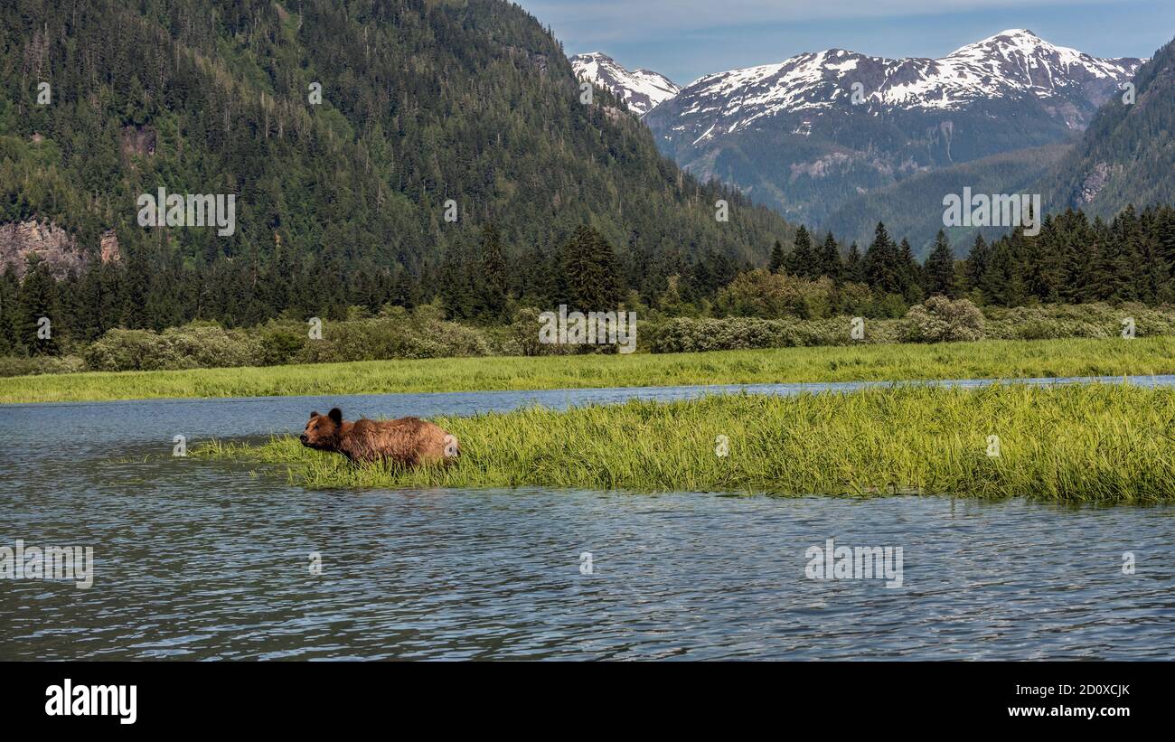 Grizzly oso en la hierba de la orilla a la cabeza de Khutzeymateen Inlet, BC Foto de stock