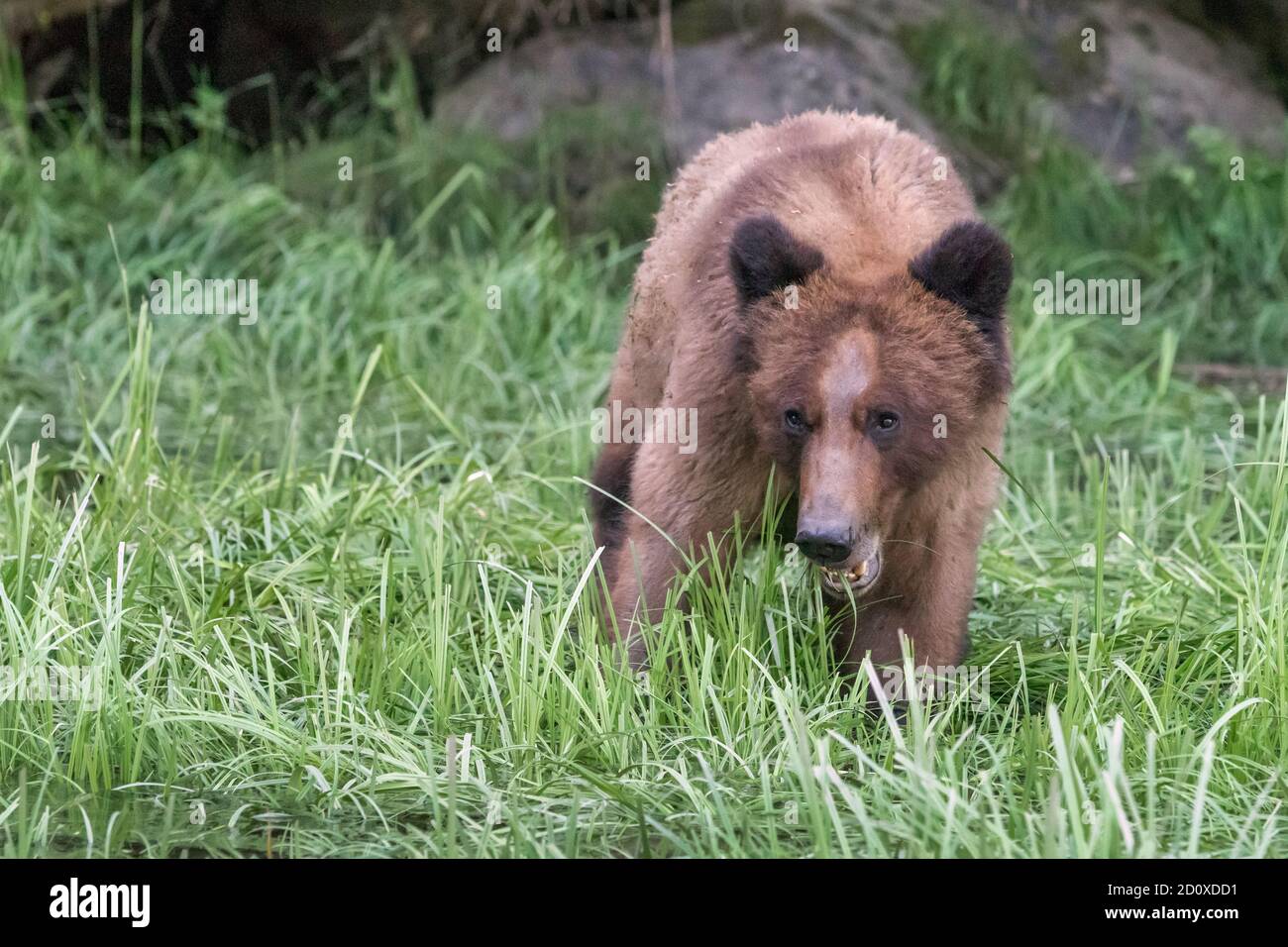 Adulto oso grizzly masticando en la hierba de la orilla, Khutzeymateen Inlet, BC Foto de stock