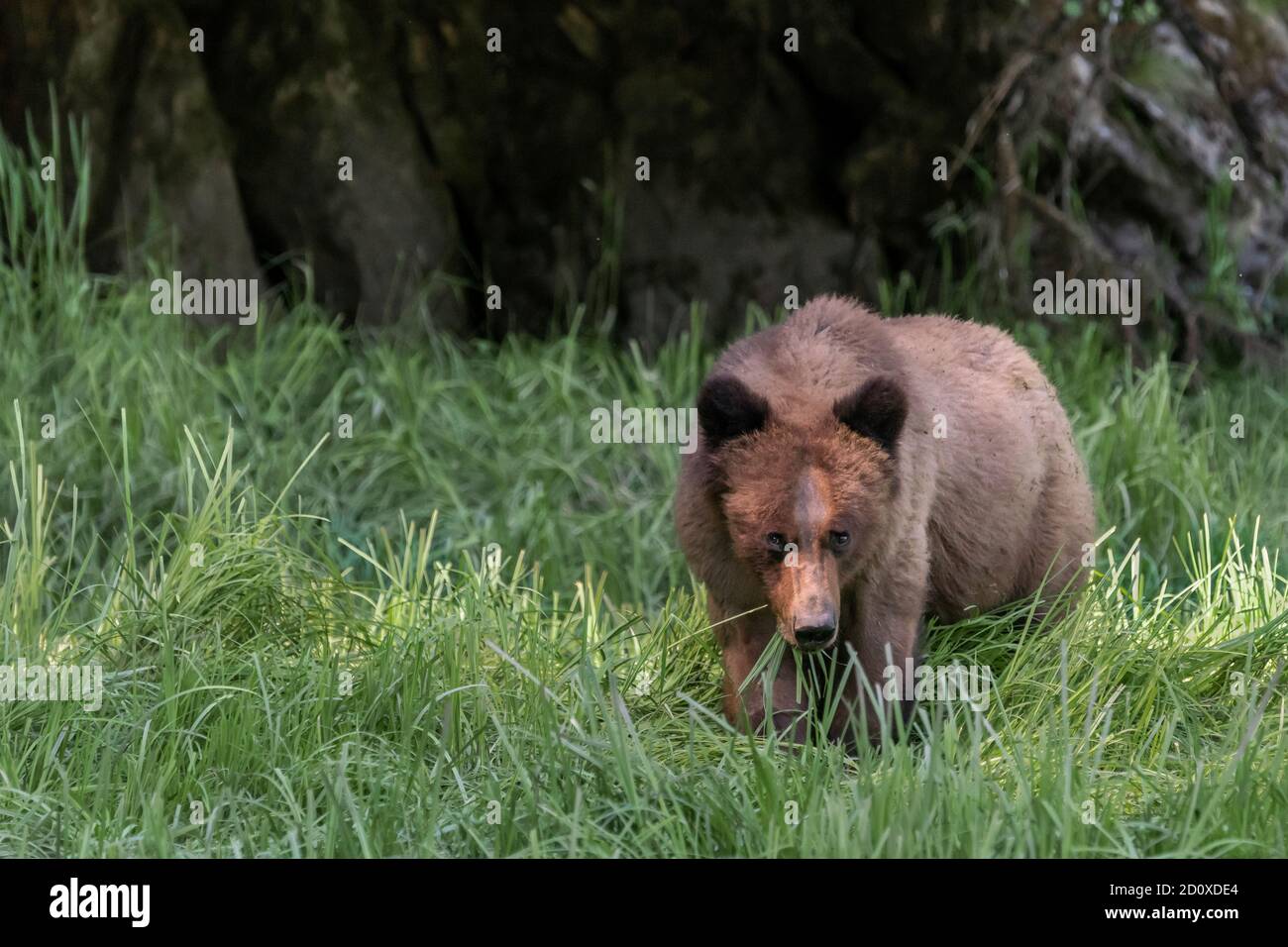 Adulto oso grizzly comer hierba de la orilla por un acantilado, Khutzeymateen Inlet, BC Foto de stock