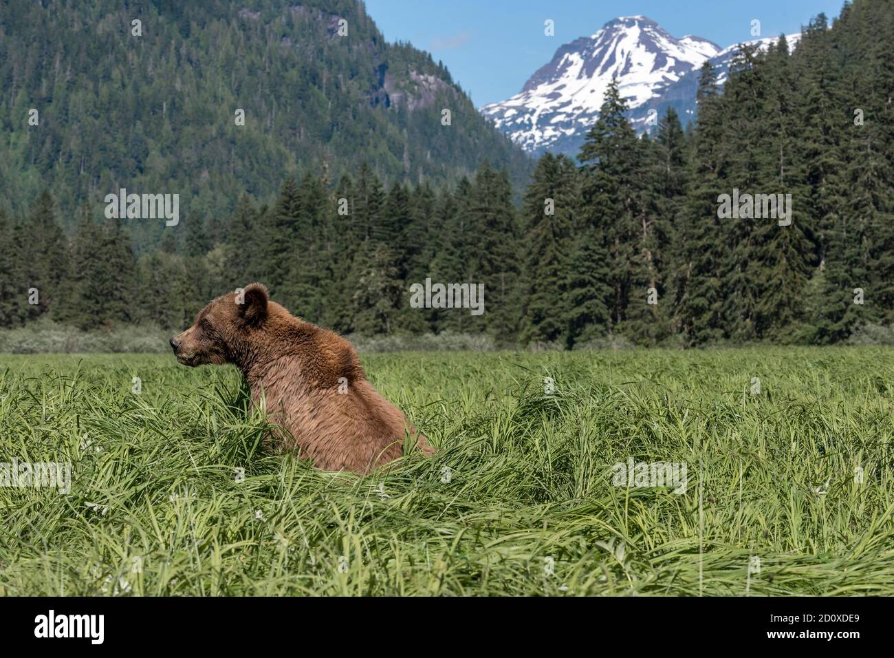 Oso Grizy en los prados de hierba de primavera de la ensenada de Khutzeymateen, BC Foto de stock
