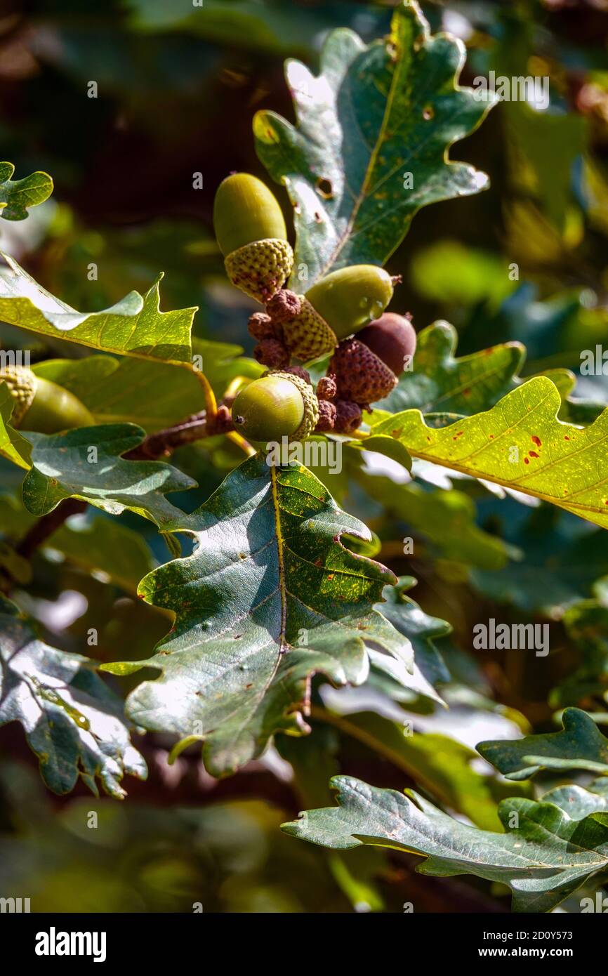 Bellotas verdes con hojas de roble verde, Ariege, Pirineo francés Foto de stock