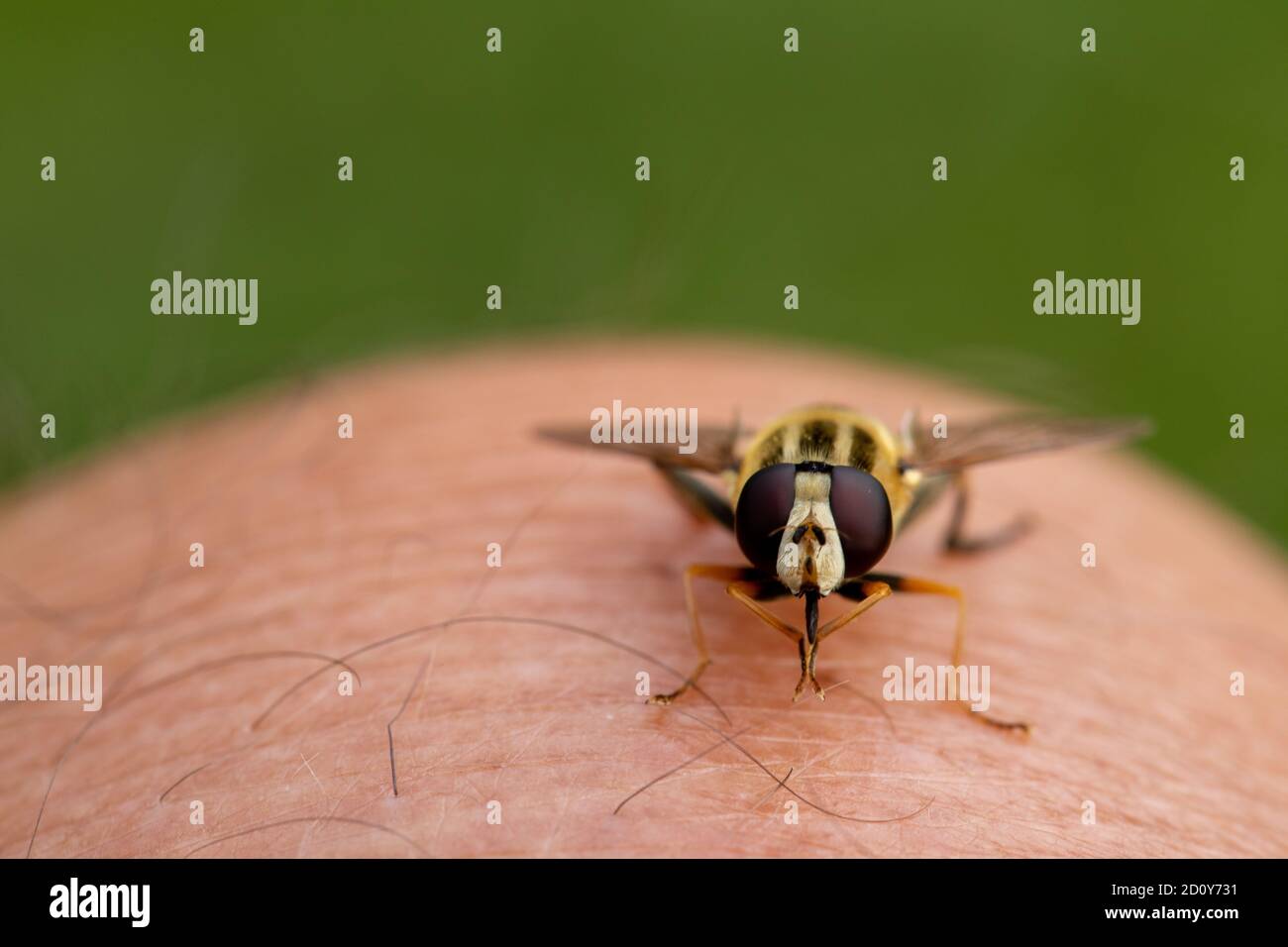 Retrato de una gran mosca del tigre (Helophilus trivittatus) sentado en una rodilla humana Foto de stock