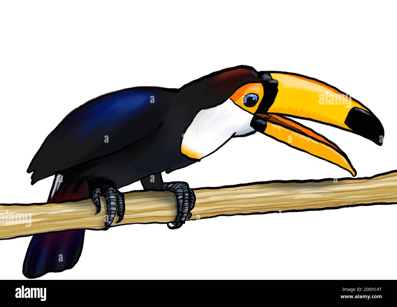 Toucan pájaro exótico tropical sentado en la rama con abierto ilustración del pico Foto de stock