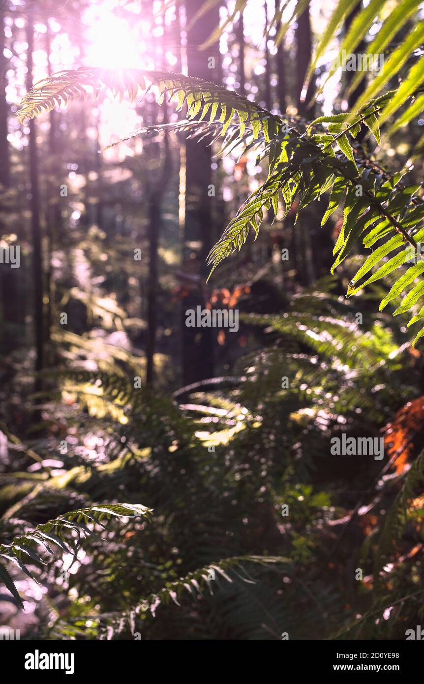 Encantador paisaje natural del bosque con detalles de helechos iluminados por la luz del sol. Foto de stock