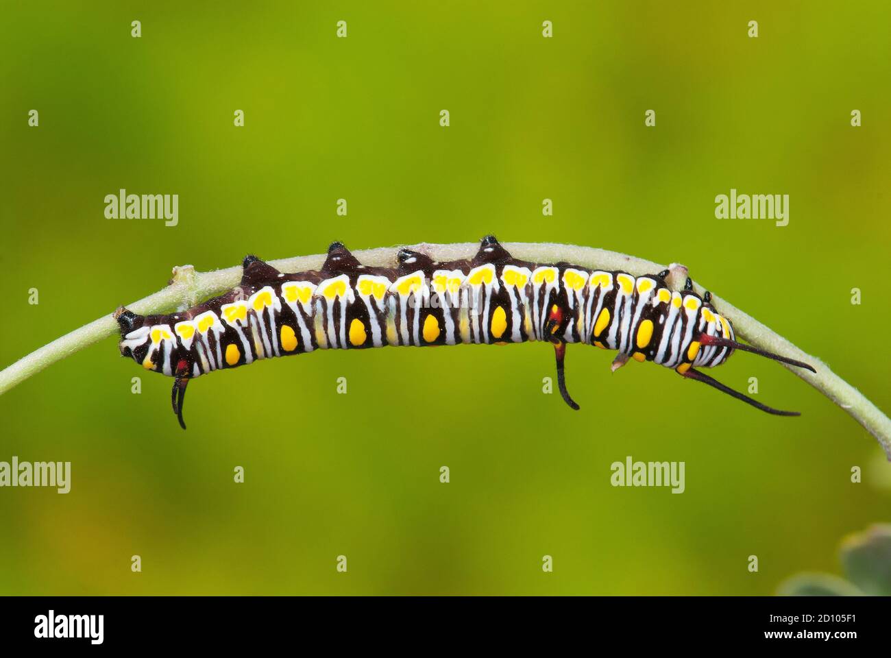 Tigre liso, mariposa monarca africana (Danaus chrysippus) - Caterpillar Foto de stock