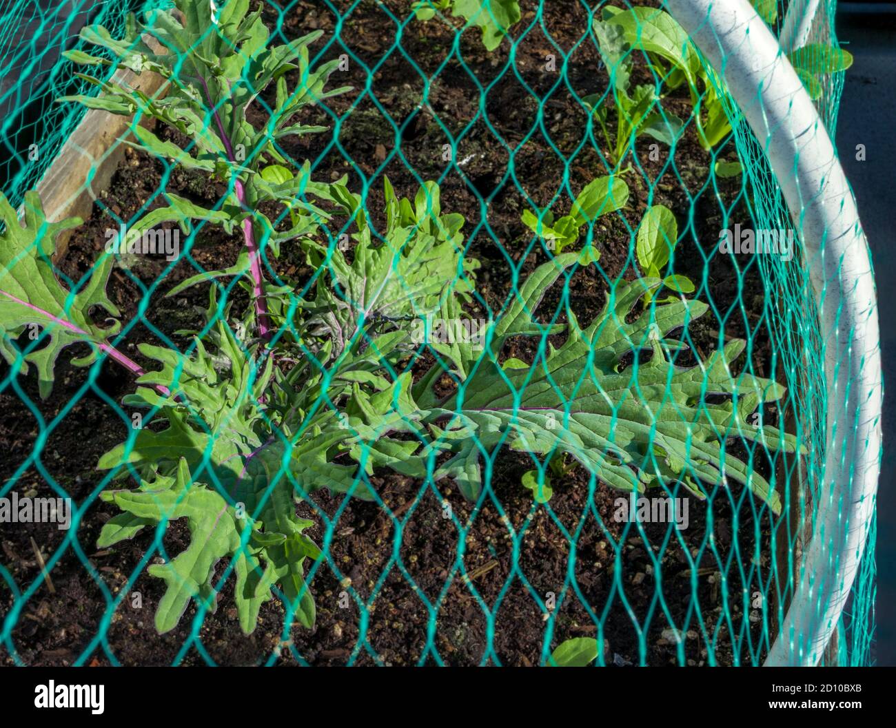 Red Russian Kale y otras plantas protegidas con redes. Protección libre de pesticidas contra la basura Mariposa Blanca: Poniendo huevos sobre las hojas. Foto de stock