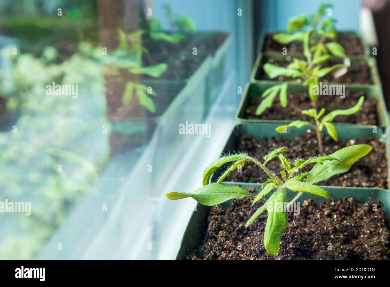 Interior del invernadero pequeño con el crecimiento de las plantas de  tomate, semilleros, etc Fotografía de stock - Alamy