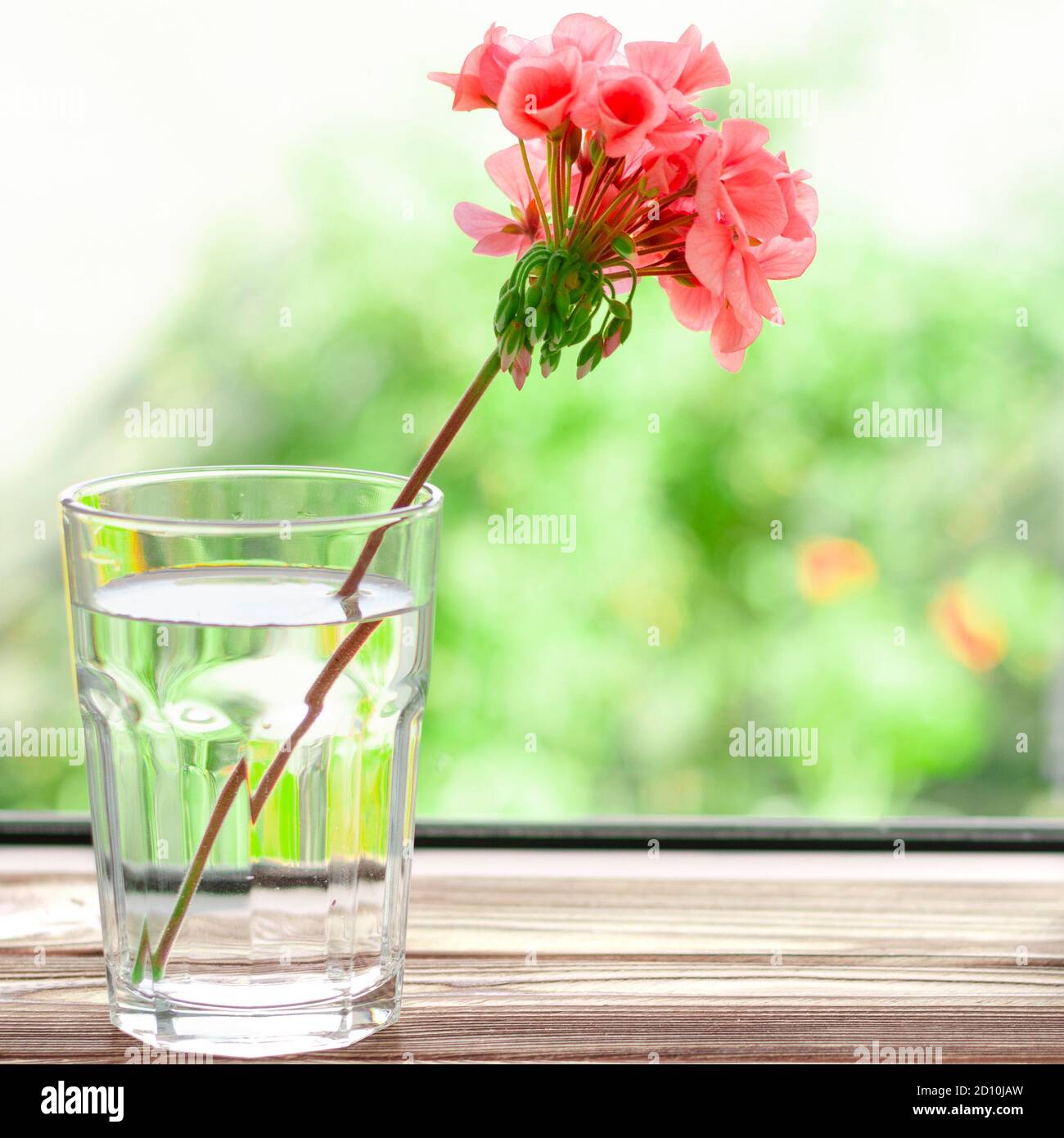 Una flor de geranio rosa se encuentra en un vaso de agua limpia en un  alféizar de madera junto a los libros Fotografía de stock - Alamy