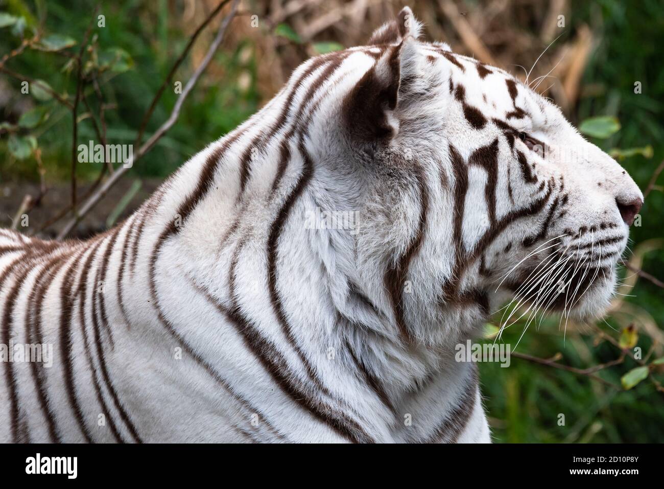 Un hermoso tigre blanco de Bengala. Foto de stock