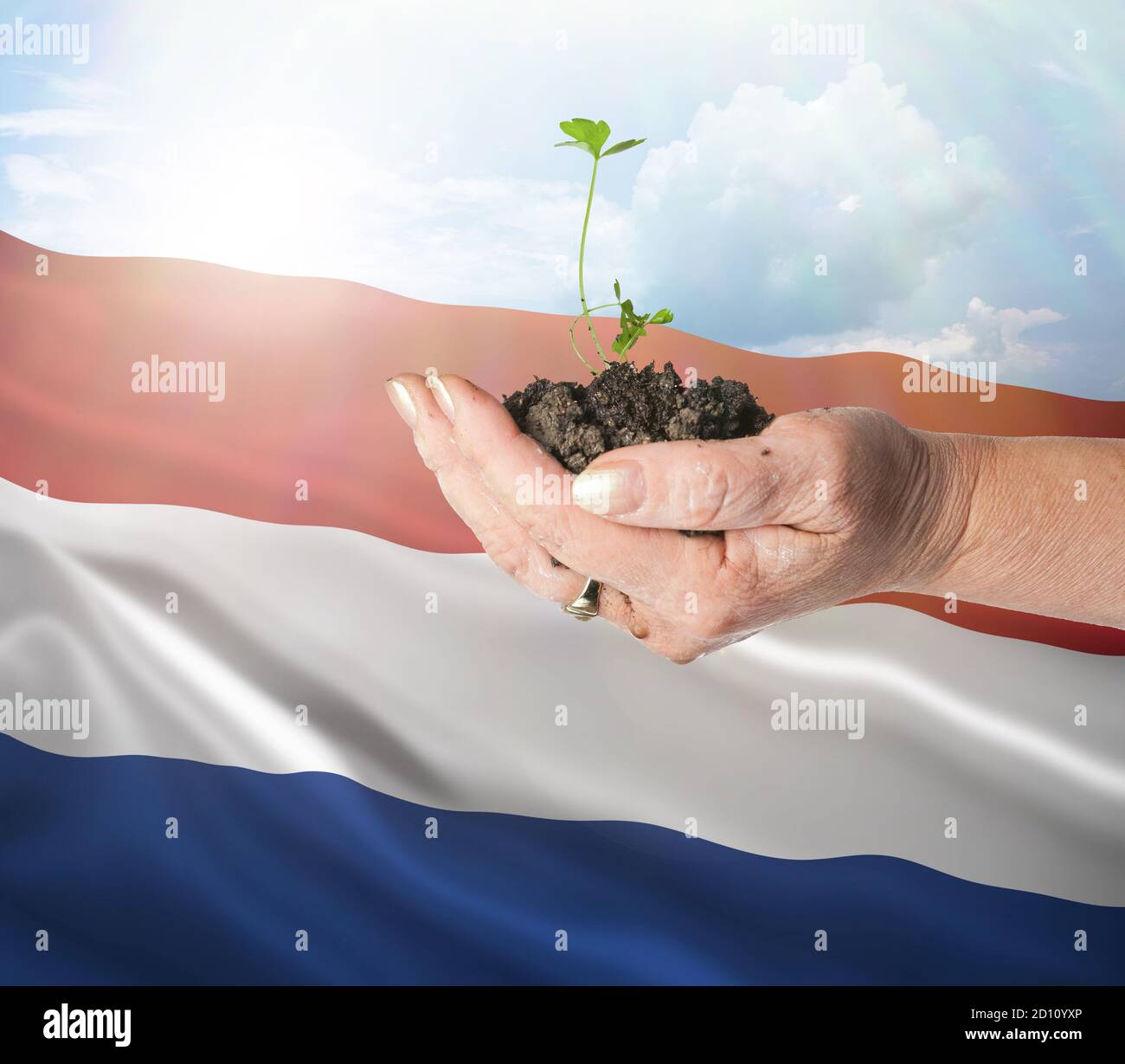 Países Bajos crecimiento y nuevo comienzo. Concepto de energía renovable verde y ecología. Mano sosteniendo planta joven. Foto de stock