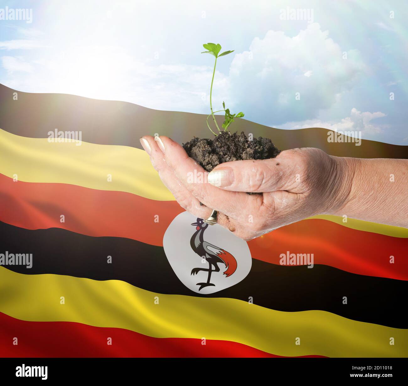 Crecimiento de Uganda y nuevo comienzo. Concepto de energía renovable verde y ecología. Mano sosteniendo planta joven. Foto de stock