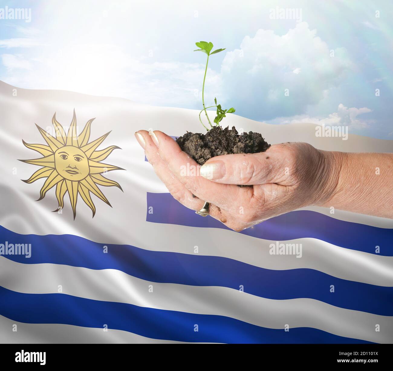 Uruguay crecimiento y nuevo comienzo. Concepto de energía renovable verde y ecología. Mano sosteniendo planta joven. Foto de stock