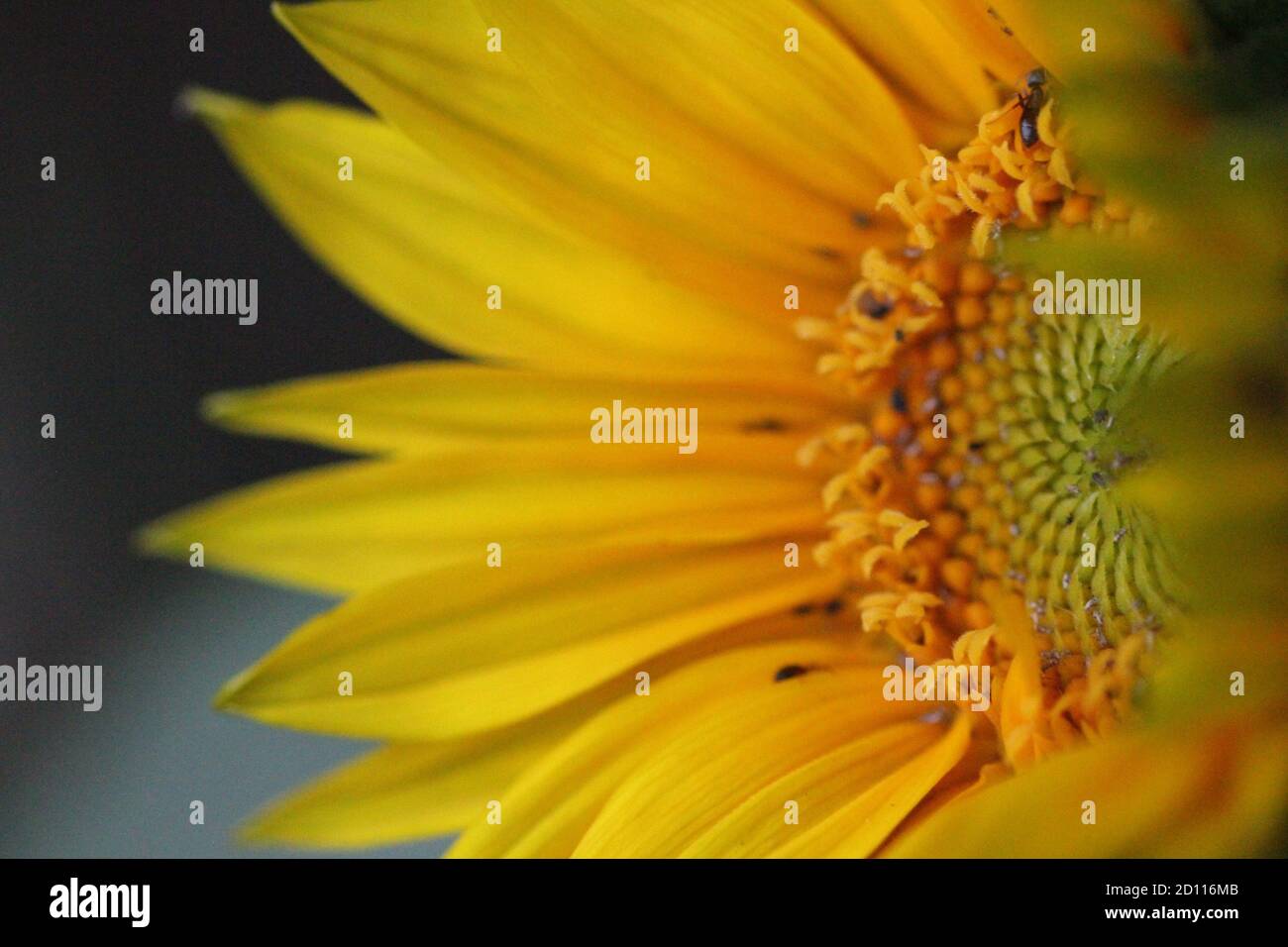 Girasol redondo amarillo verde y primer plano Foto de stock