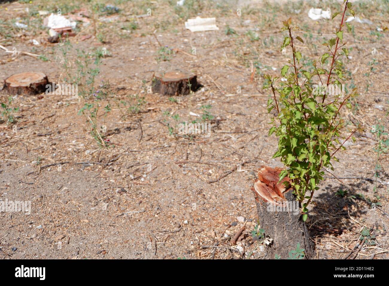 Sobrevivir: El árbol florece de nuevo después de ser cortado Foto de stock