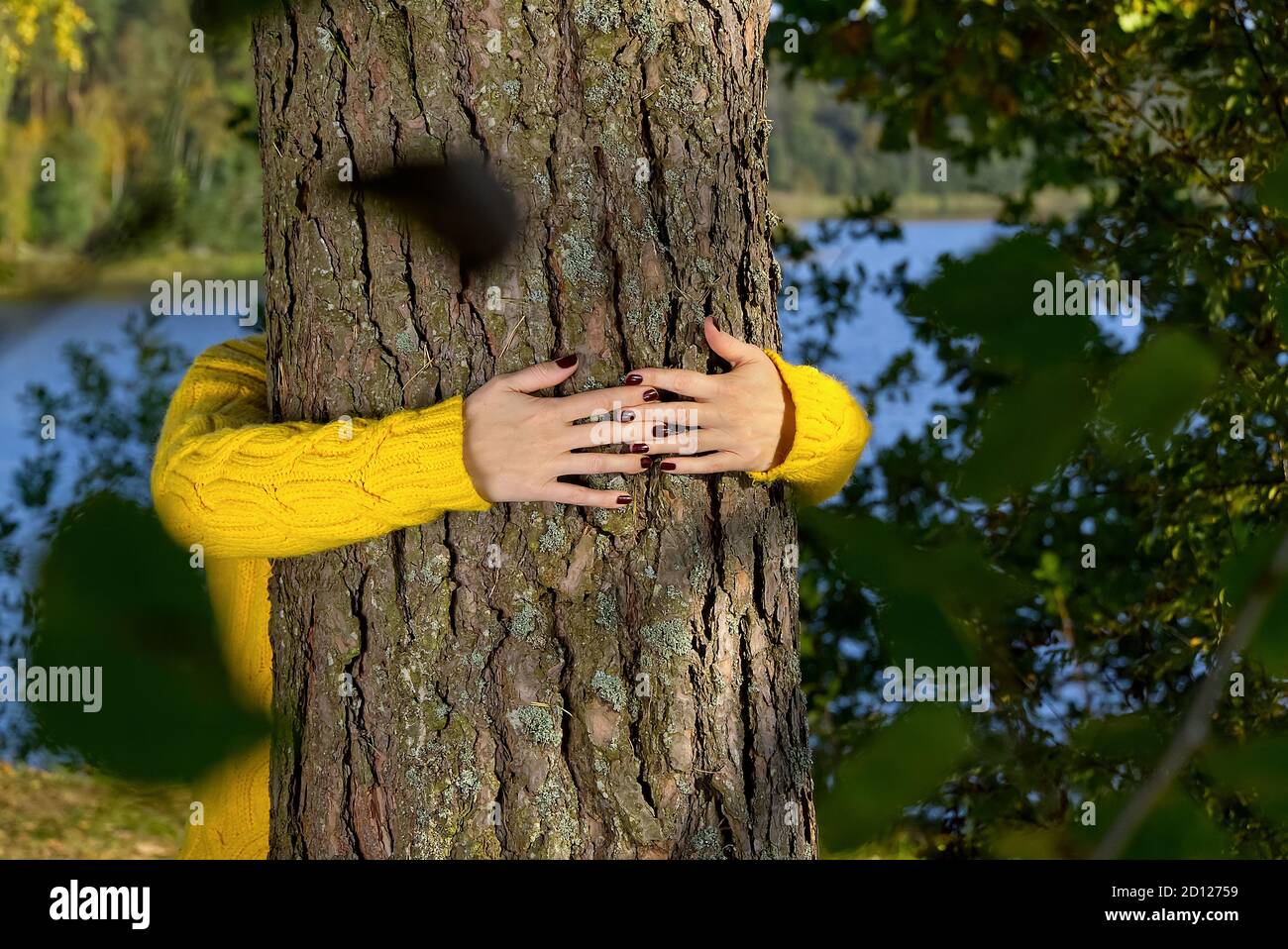 Manos de la mujer abrazando el tronco del pino en el bosque de otoño concepto de ecología y medio ambiente, estilo de vida ecológico - cambiar el mundo, la protección para la vida y el planeta Foto de stock